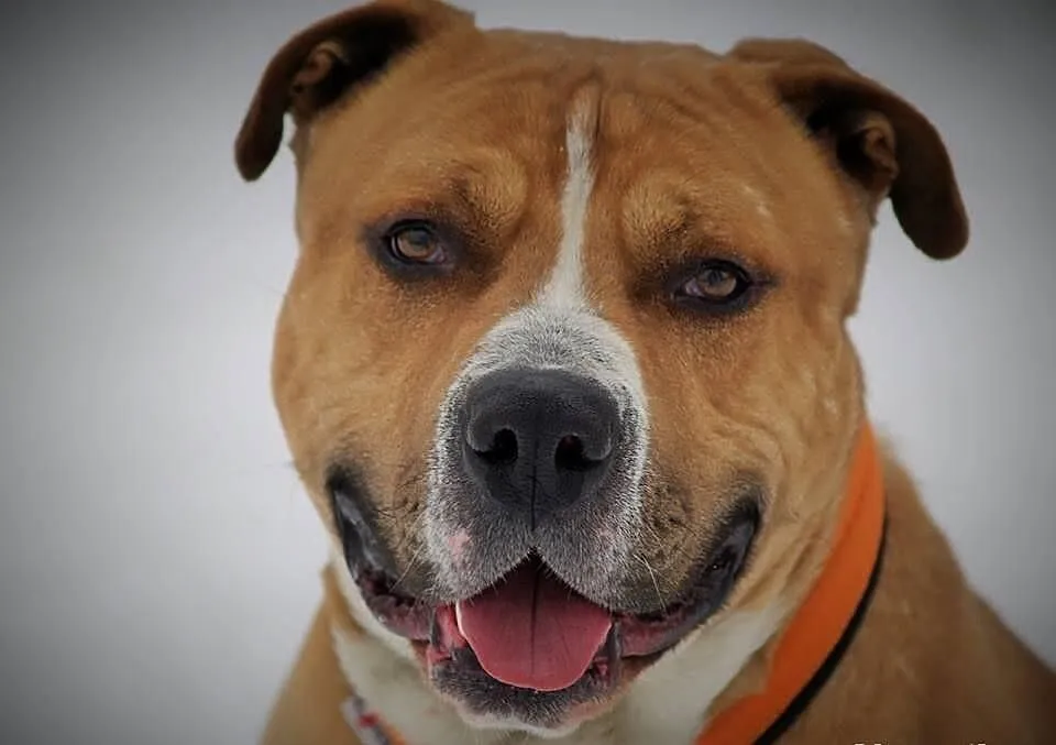 Amstaffy Niczyje - Hero klasyk do adopcji