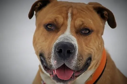 Amstaffy Niczyje - Hero klasyk do adopcji