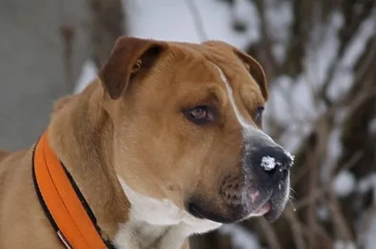 Amstaffy Niczyje - Hero klasyk do adopcji