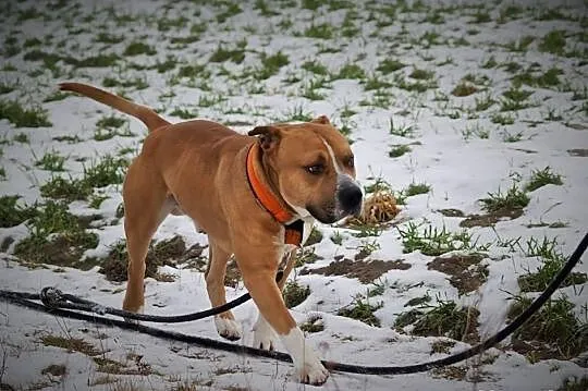 Amstaffy Niczyje - Hero klasyk do adopcji