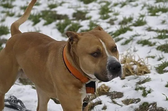 Amstaffy Niczyje - Hero klasyk do adopcji