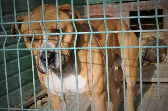 Amstaffy Niczyje - Hero klasyk do adopcji