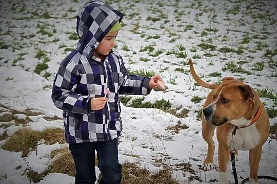 Amstaffy Niczyje - Hero klasyk do adopcji