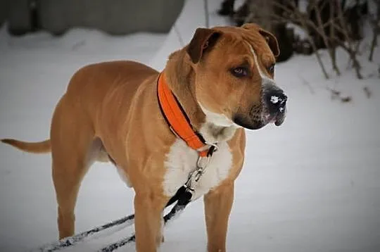 Amstaffy Niczyje - Hero klasyk do adopcji