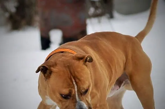 Amstaffy Niczyje - Hero klasyk do adopcji