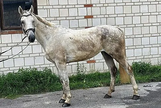 6 letni wałach do sportu, , 