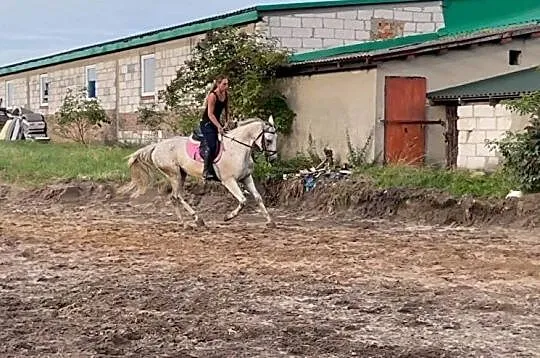 6 letni wałach do sportu, , 
