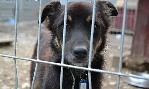 Irysek spędza w schronisku zimę - marznie, moknie,