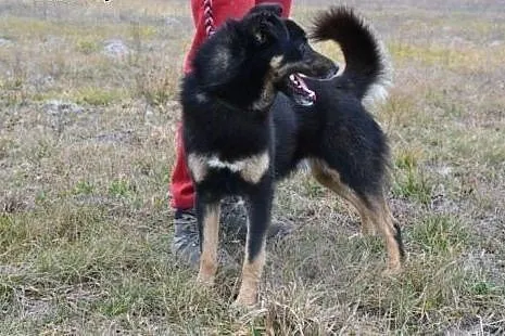Irysek spędza w schronisku zimę - marznie, moknie,