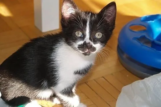Kuna- mala towarzyska kotka do adopcji ,  łódzkie Łódź
