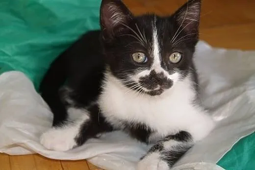 Kuna- mala towarzyska kotka do adopcji ,  łódzkie 