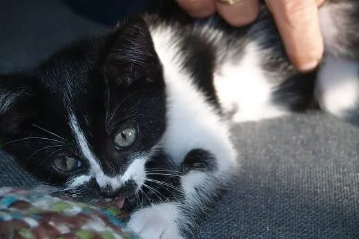 Kuna- mala towarzyska kotka do adopcji ,  łódzkie 