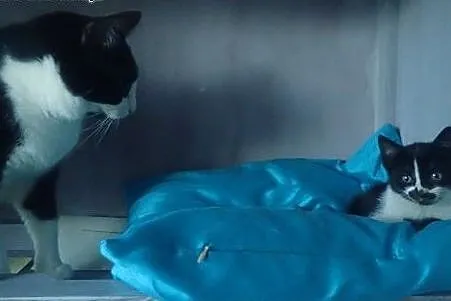 Kuna- mala towarzyska kotka do adopcji ,  łódzkie 
