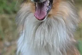 Runa czeka na dom,  śląskie Gliwice
