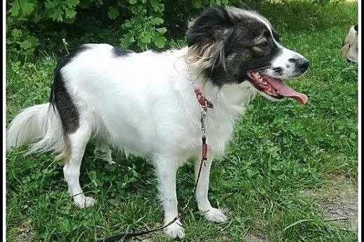Urocza 3,5roczna Tinka szuka domu !,  mazowieckie 