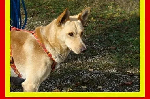 20kg,ruchliwy,wesoły,przytulaśny,młody,pies CZAR, 