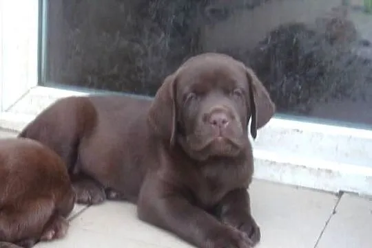 Szczeniak  rodowodowy  labarador retriever czekoladowy, Dolnośląskie, Oborniki Śląskie