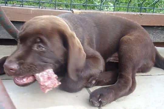 Szczeniak  rodowodowy  labarador retriever czekoladowy, Dolnośląskie, Oborniki Śląskie
