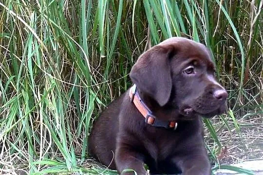 Szczeniak  rodowodowy  labarador retriever czekoladowy, Dolnośląskie, Oborniki Śląskie