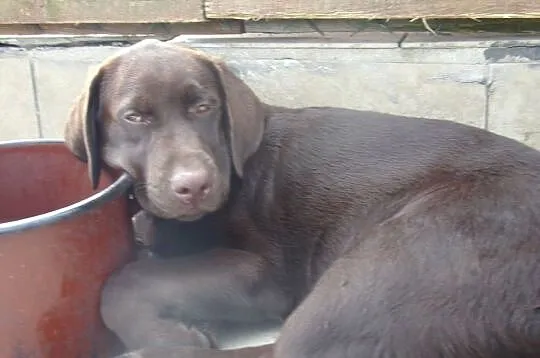 Szczeniak  rodowodowy  labarador retriever czekoladowy, Dolnośląskie, Oborniki Śląskie