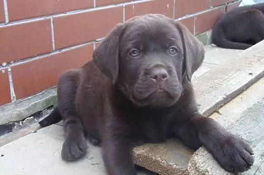 Szczeniak  rodowodowy  labarador retriever czekoladowy, Dolnośląskie, Oborniki Śląskie