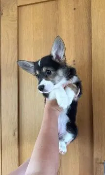 Szczenięta Pembroke | Zarejestrowane w Kennel Club | Szukają domów na zawsze, , Konstancin-Jeziorna