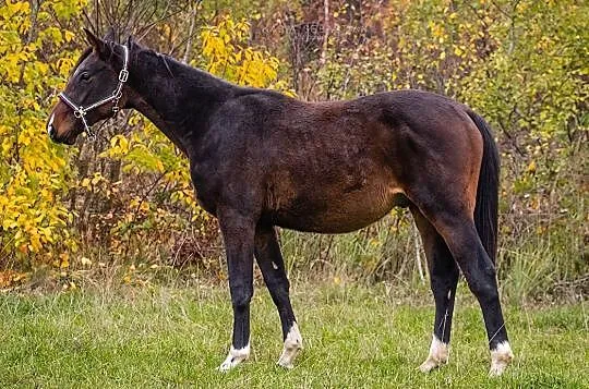 Zero to Hero po Baloubet K x Zandor Z, , 