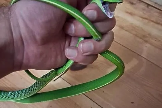Wąż bicz - ahateula nasuta