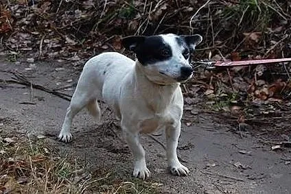 Bonia maluteńka piękna sunia marzy o kochającym do