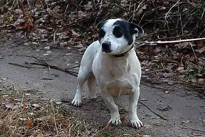 Bonia maluteńka piękna sunia marzy o kochającym do