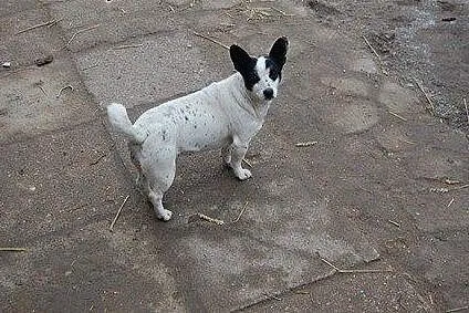 Bonia maluteńka piękna sunia marzy o kochającym do