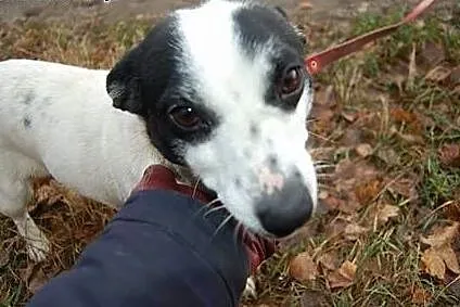 Bonia maluteńka piękna sunia marzy o kochającym do