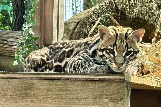 Ocelot wielki, Śląskie, Bielsko-Biała