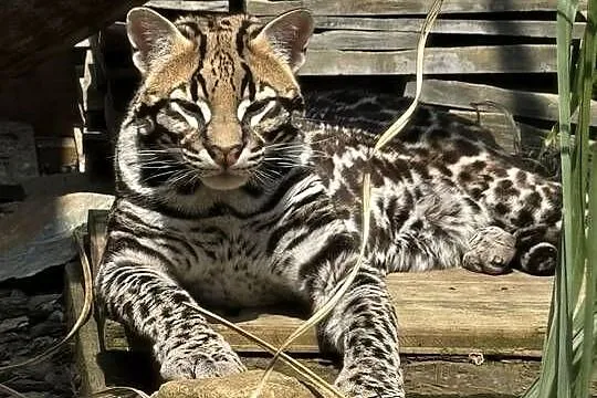 Ocelot wielki, Śląskie, Bielsko-Biała