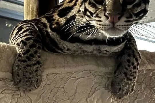 Ocelot wielki, Śląskie, Bielsko-Biała