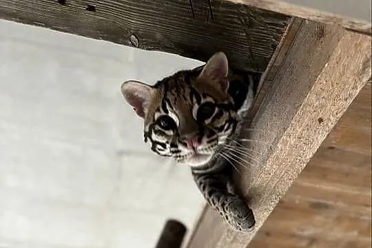 Ocelot wielki, Śląskie, Bielsko-Biała