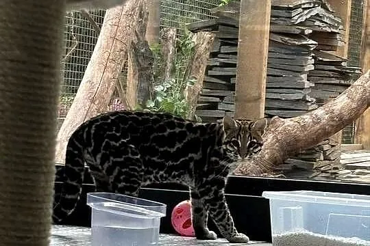 Ocelot wielki, Śląskie, Bielsko-Biała