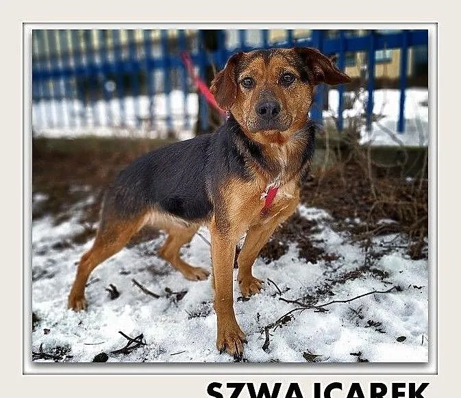 SZWAJCAREK,średni,przyjazny,szczepiony,łagodny piesek.ADOPCJA, Podkarpackie, Rzeszów