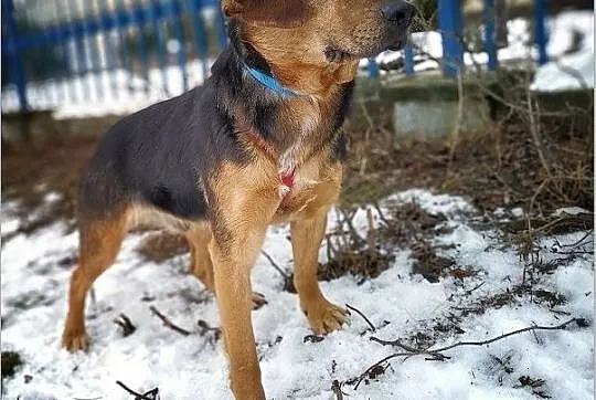 SZWAJCAREK,średni,przyjazny,szczepiony,łagodny piesek.ADOPCJA, Podkarpackie, Rzeszów