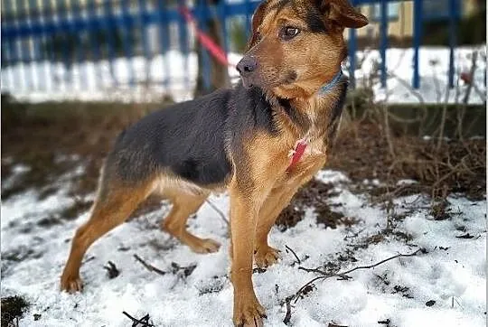 SZWAJCAREK,średni,przyjazny,szczepiony,łagodny piesek.ADOPCJA, Podkarpackie, Rzeszów