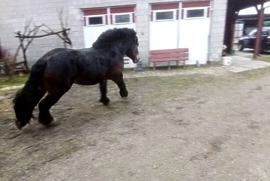 Ogier Pkz, Świętokrzyskie, Niemienice