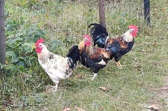 Sprzedam koguty