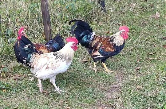Sprzedam koguty, Małopolskie, Gorlice