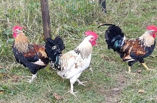 Sprzedam koguty, Małopolskie, Gorlice