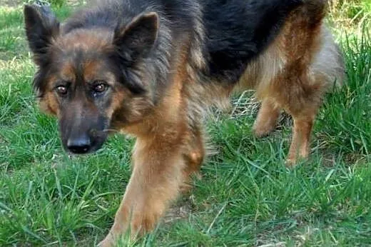 AYRA-GRZECZNA,ŁAGODNA SUKA w typie OWCZARKA NIEMIE