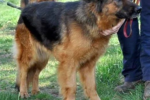 AYRA-GRZECZNA,ŁAGODNA SUKA w typie OWCZARKA NIEMIE