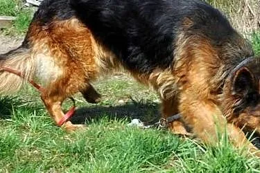 AYRA-GRZECZNA,ŁAGODNA SUKA w typie OWCZARKA NIEMIE