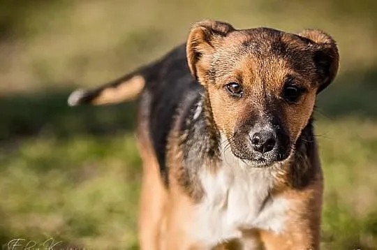 Zola - cudna TRICOLORKA 3,5 mce kochana PRZYLEPKA do adopcji