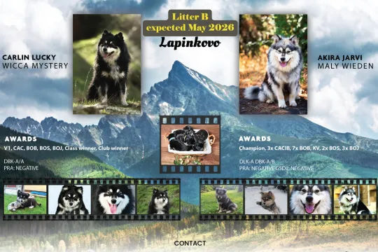 Szczenięta fińskiego Lapphunda z rodowodem na Słowacji, , Bratislava