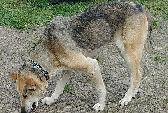 CZAKRA psiak wierny, rozrabiaka niemiłosierna, Łódzkie, Łódź